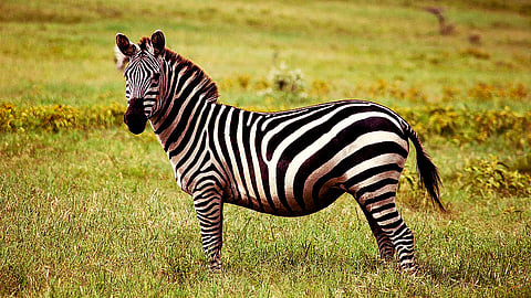Zebra