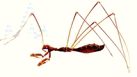 New apterous species of the genus Ploiaria