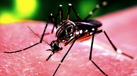 Genetic Sequencing of Chikungunya Virus