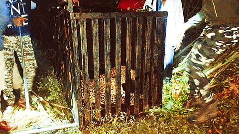 Maneater Leopard Capture in Tejewadi