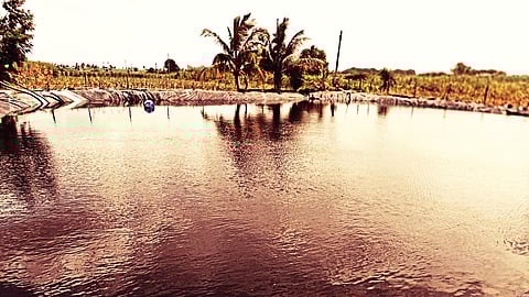 Daund Farmers Turn Saline Land into Prosperity