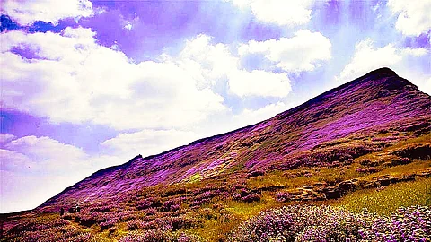 Lonavala’s Karvi Meadows