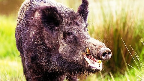 Illegal Wild Boar Hunting