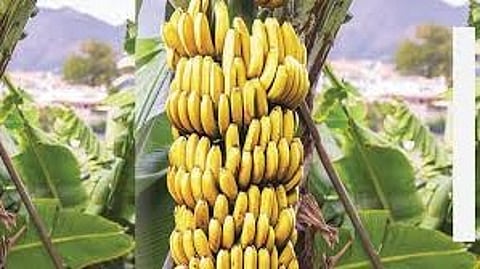 Banana Trade