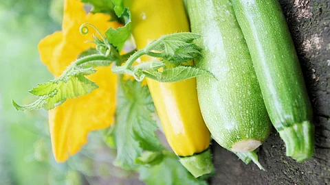 Zucchini