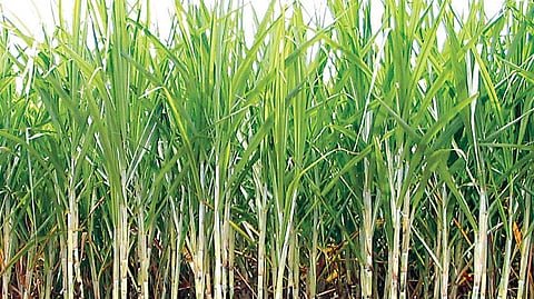 Sugarcane crushing season