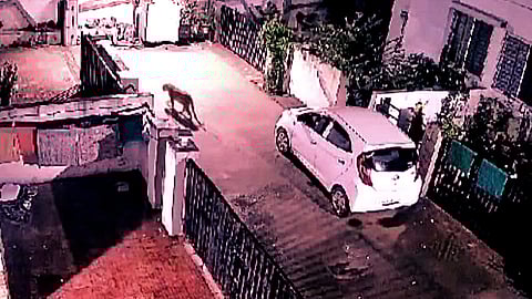 Leopards Roam Narayangaon Housing Societies, Residents Fear for Safety