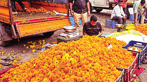 Marigold flowers