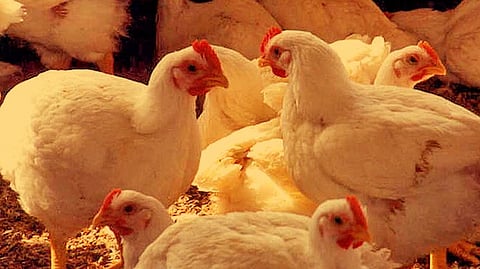 Pune: Chicken Prices Surge, Seafood Supply Stable at Ganesh Peth Market