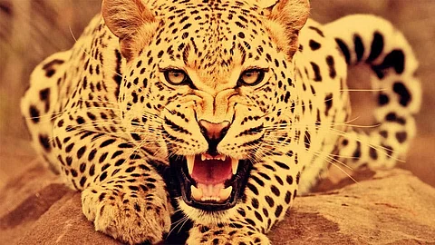 Leopard