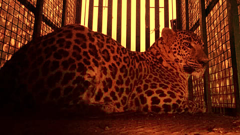 Leopard Captured in Wagholi