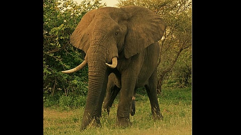 African Elephants