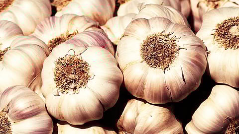 Garlic