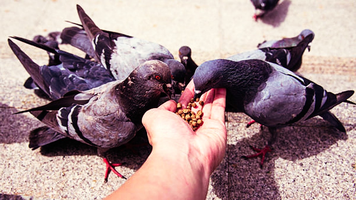 Feeding Pigeons