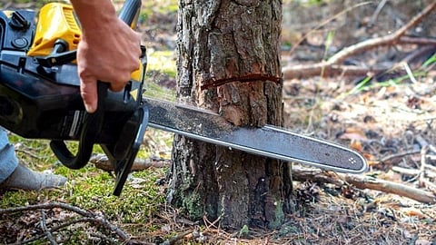 Tree Cutting