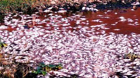 Fish Found Dead in Mula-Mutha River