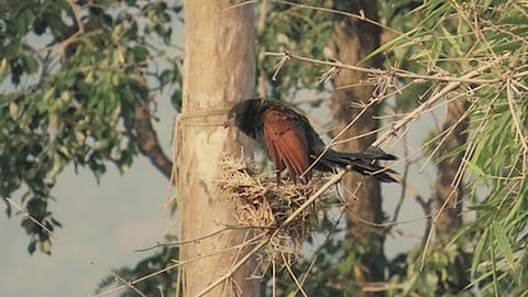 Greater Coucal (Centropus sinensis)