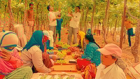 Indapur Premium Grapes