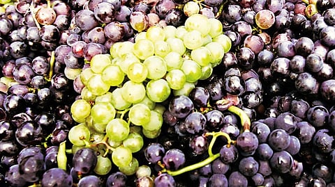 Grape Season Kicks Off in Pune
