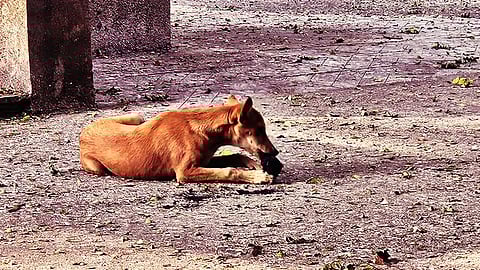Video grab from Vaikunth Crematorium in Navi Peth