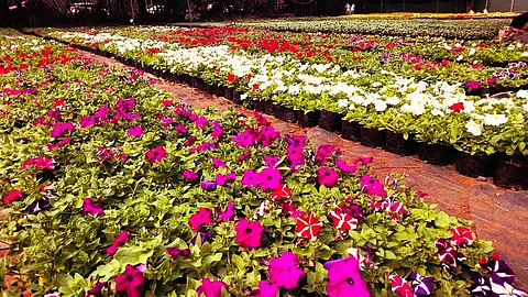 Flower Show at Empress Garden