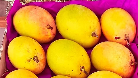 Devgad Kesar Mangoes