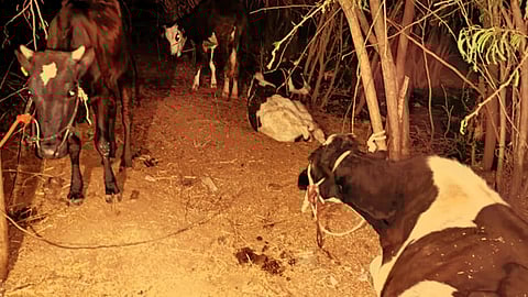 Cows Rescued from Daund