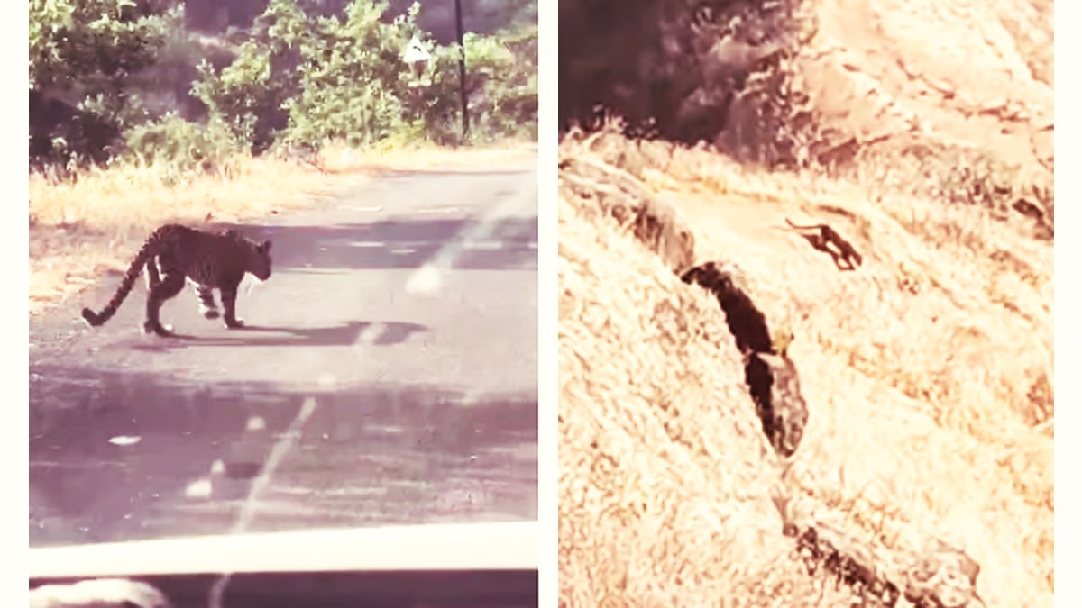 Leopard and its cubs spotted near Torna Fort