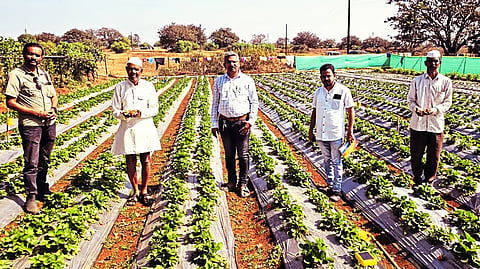 Bhimashankar Tourism Boosts Strawberry Farming in Ambegaon