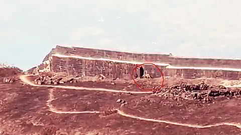 Leopard on Torna Fort