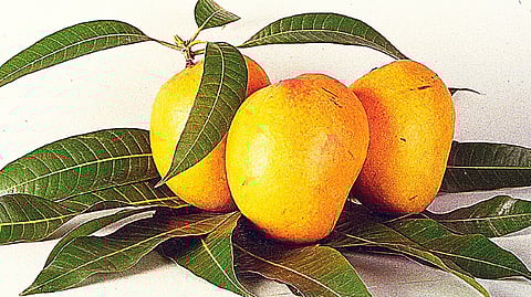 Alphonso Mangoes