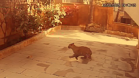 Leopard entered the Sector 24 area in Nigdi
