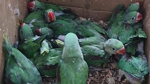 Parakeets Rescued in Pune