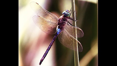 Anax parthenope (Selys, 1839)
