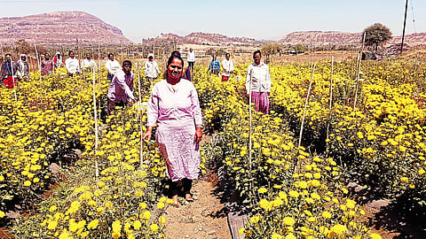 Poonam Borhade Proves Agriculture Can Be Profitable with Modern Techniques
