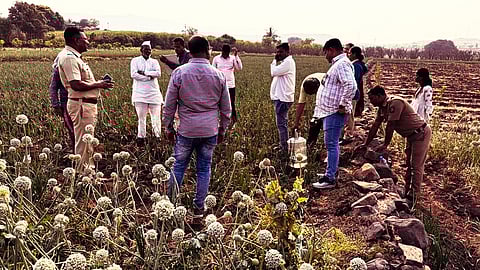 Illegal Opium Farming Uncovered Again in Loni Kalbhor