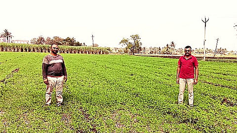 Farmers Cultivate Sunn Hemp and Dhaincha