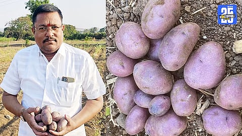 Sugar-Free Blue Potato Harvest in Maharashtra