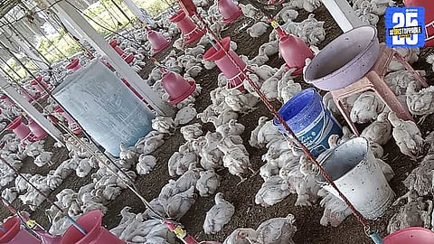 Tarde Village Becomes a Thriving Poultry Hub