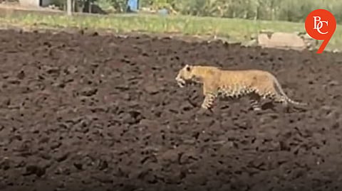 Leopard Spotted Near School in Manchar