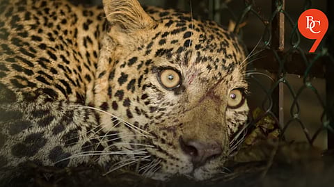India’s First Camera-Collar Project Launched in Junnar to Monitor Leopards