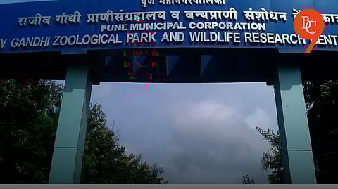 Pune: Katraj Zoo Achieves Milestone With Successful Breeding Of Rare Leopard Cat