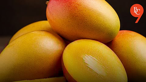 Pune's Market Yard Saw a Sharp Drop in Mango Prices as Supply Increased