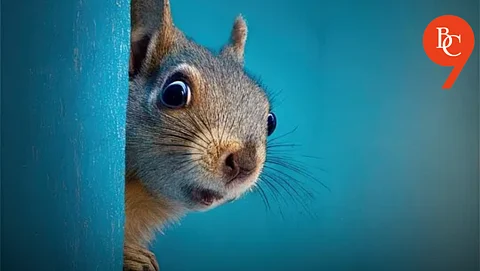 Conservationists Use AI to Help Preserve Red Squirrels