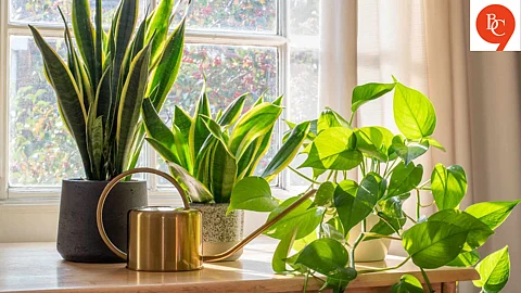 Houseplants That Thrive During the Rainy Season