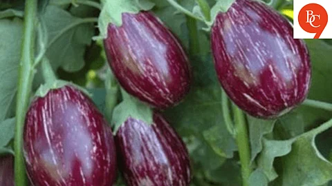 How to Grow Brinjal at Home This Monsoon