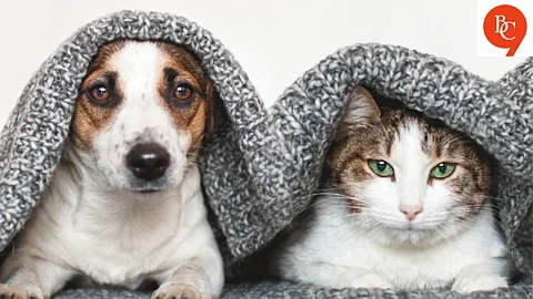 Pets in Monsoon: How to Keep Them Safe and Dry