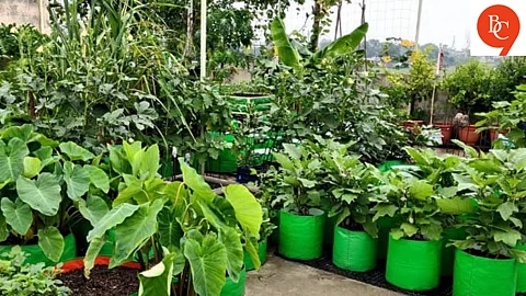 Best Plants to Grow During the Indian Monsoon — Easy Methods to Take Care of Them