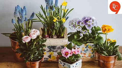 Beautiful Flowering Plants That You Can Grow Indoors or Outdoors