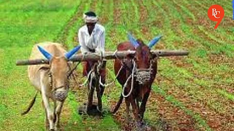 36% Kharif Sowing Completed in Pune Division